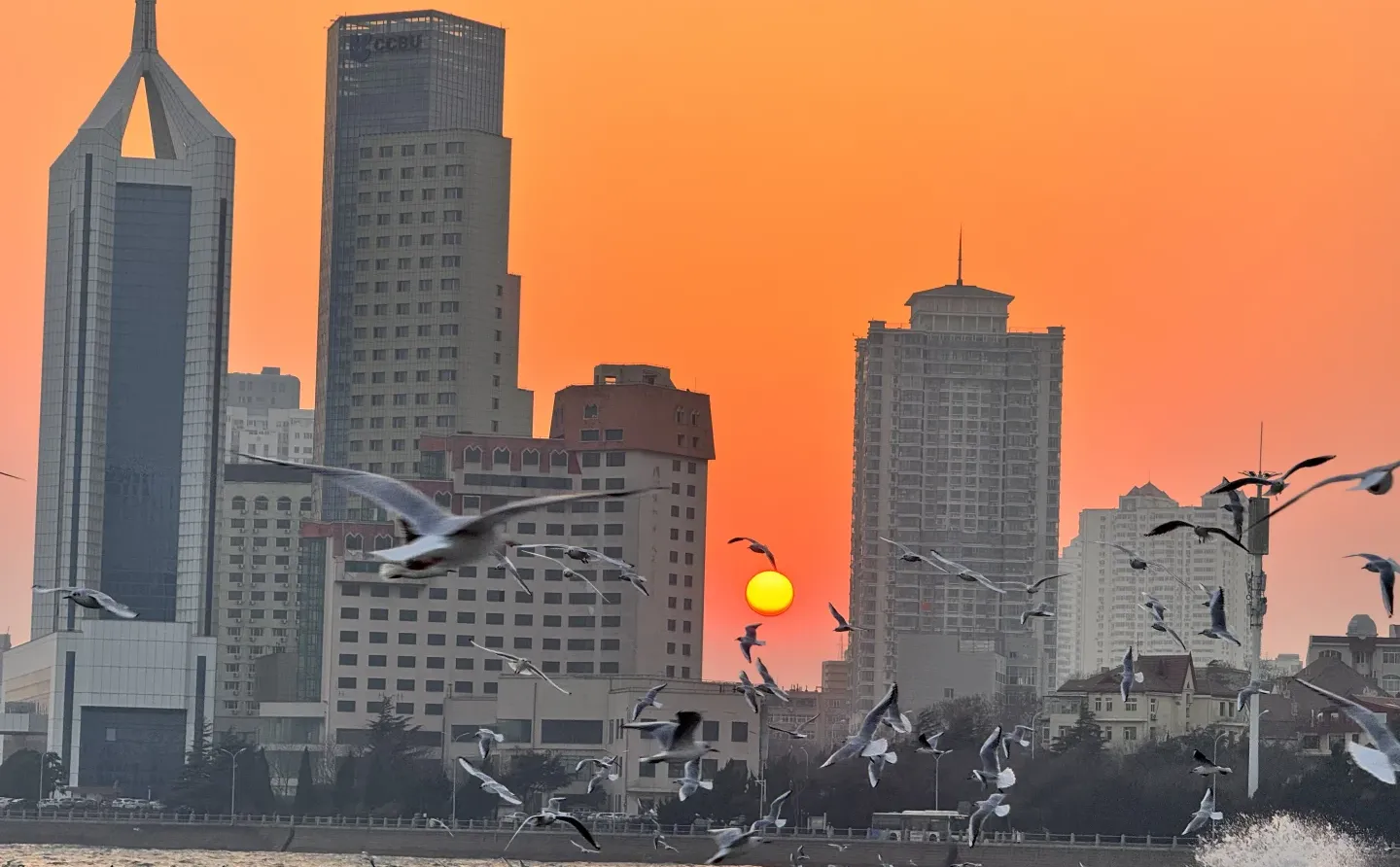 📍青岛 日落 栈桥 海鸥｜Live图实况 美炸了！