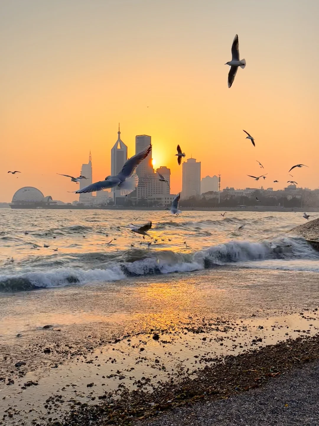 📍青岛 日落 栈桥 海鸥｜Live图实况 美炸了！