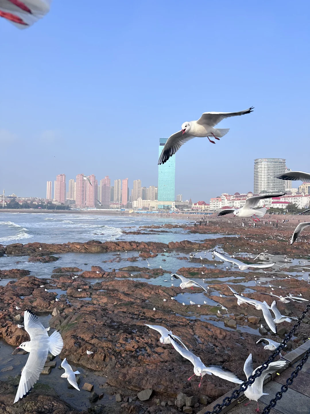 📍青岛栈桥实况❗️「海鸥季」快来拍美照📸