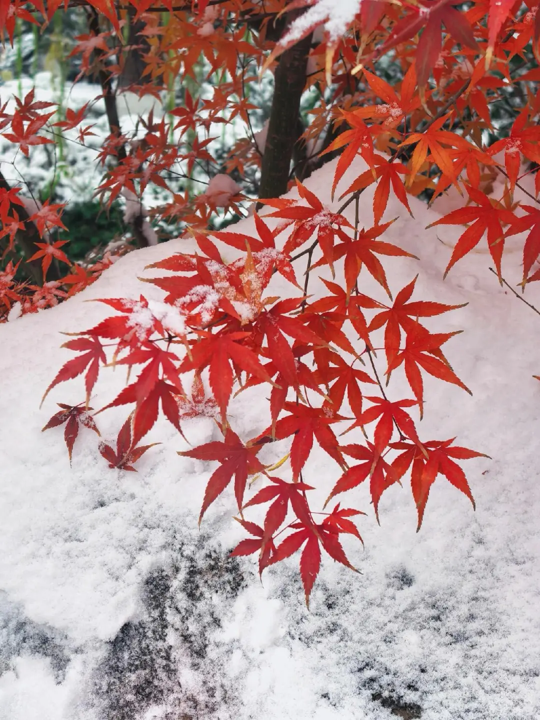 济南❤预报12月23号又要下雪喽～