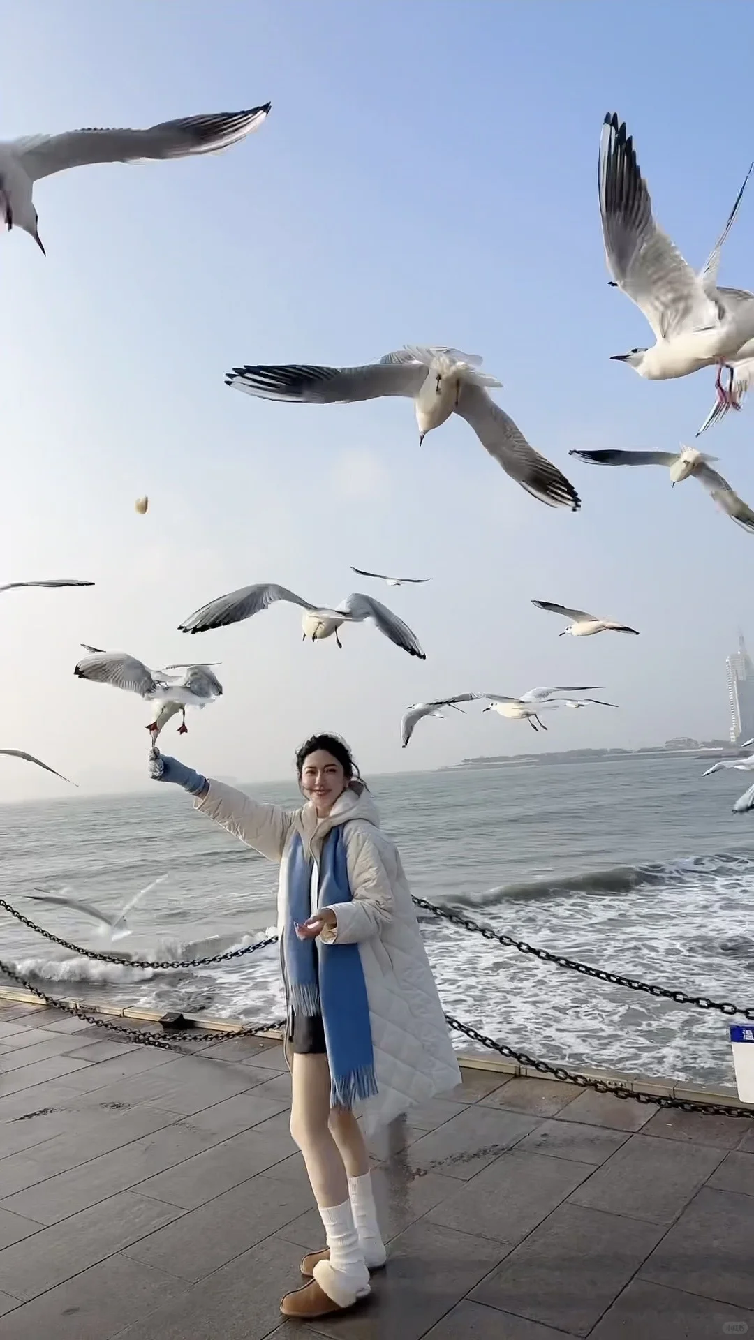📍青岛栈桥实况❗️「海鸥季」快来拍美照📸