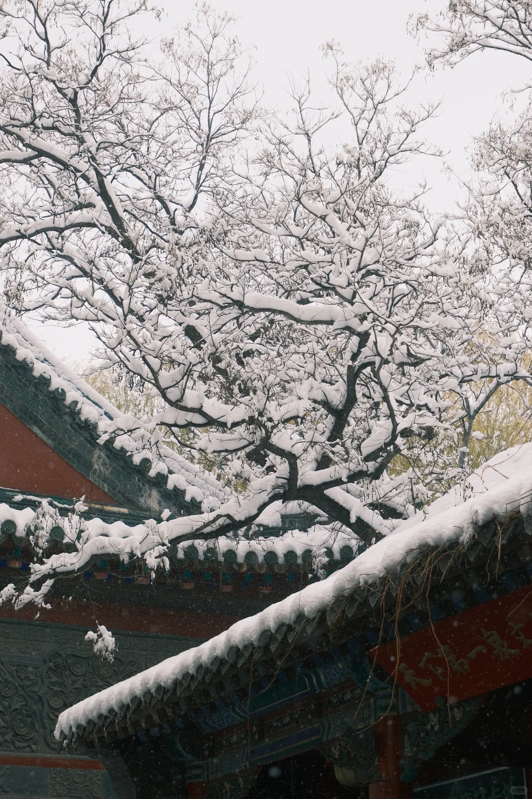 济南的初雪❄️⛲️
