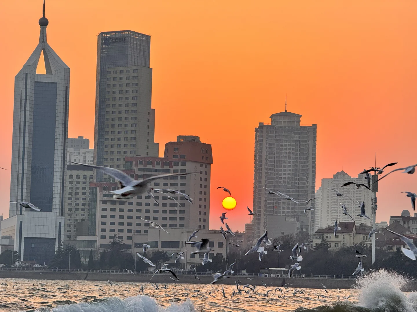 📍青岛 日落 栈桥 海鸥｜Live图实况 美炸了！