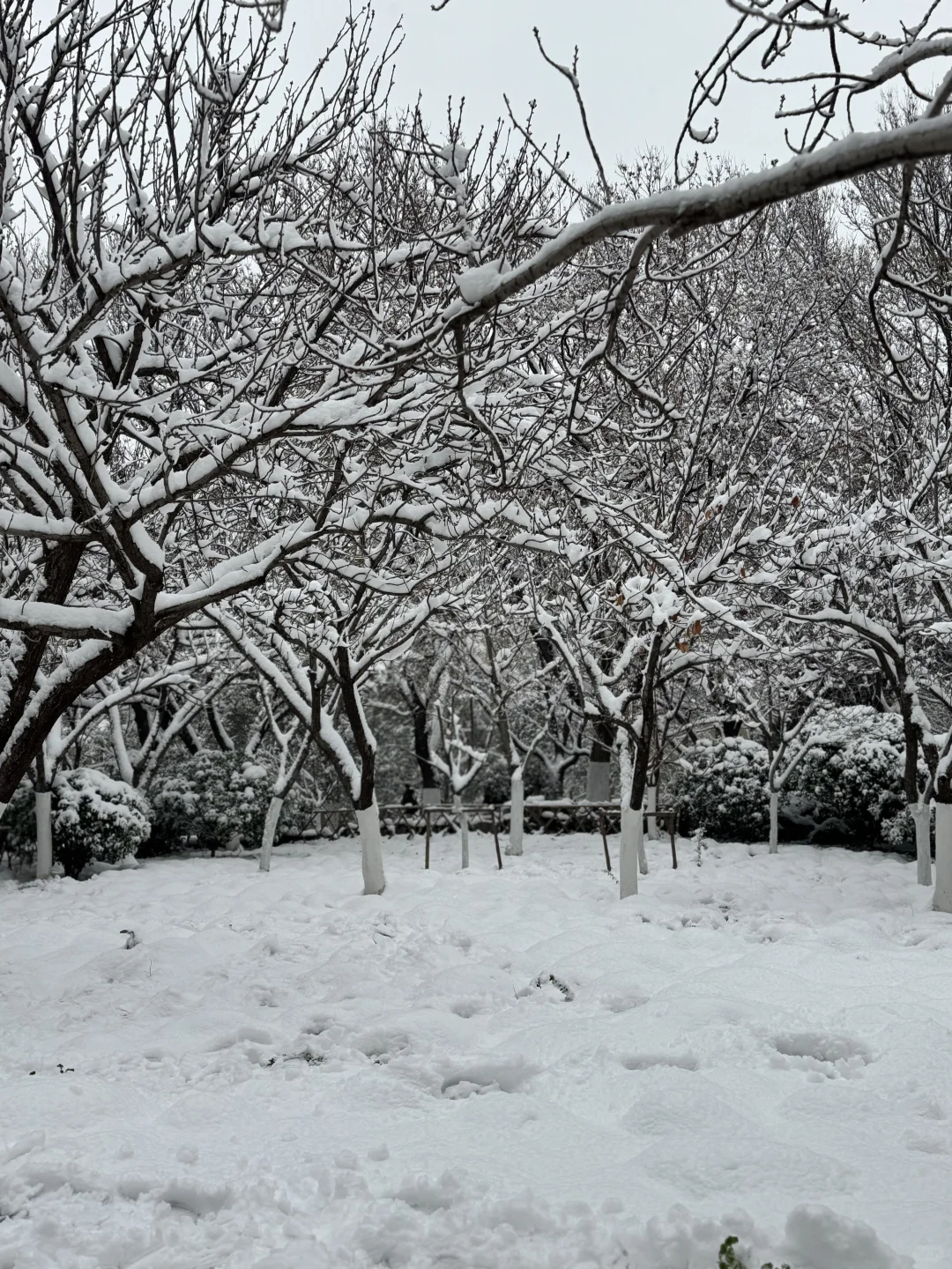 12🈷️13日，雪中的趵突泉实况live