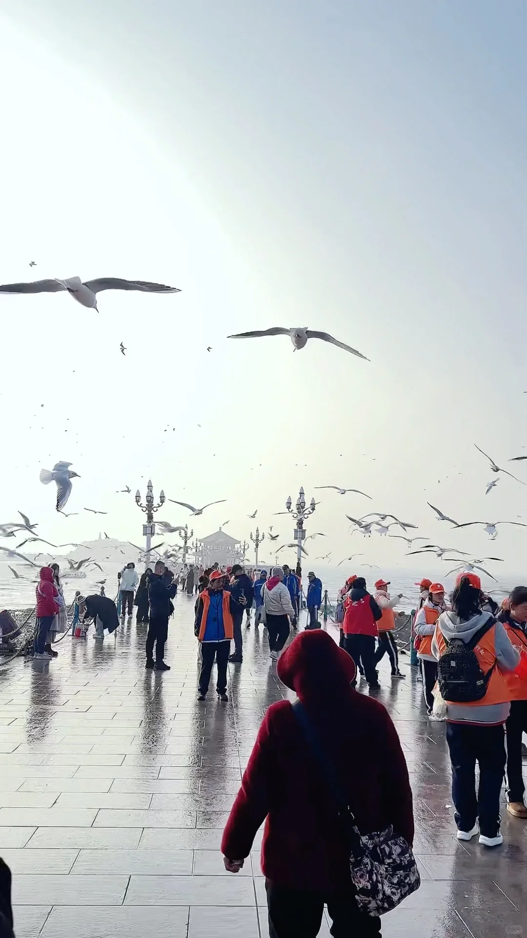 📍青岛栈桥实况❗️「海鸥季」快来拍美照📸