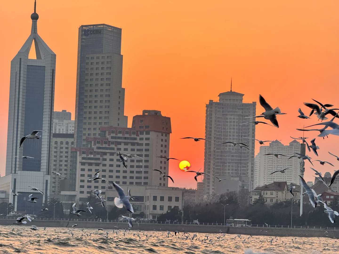 📍青岛 日落 栈桥 海鸥｜Live图实况 美炸了！