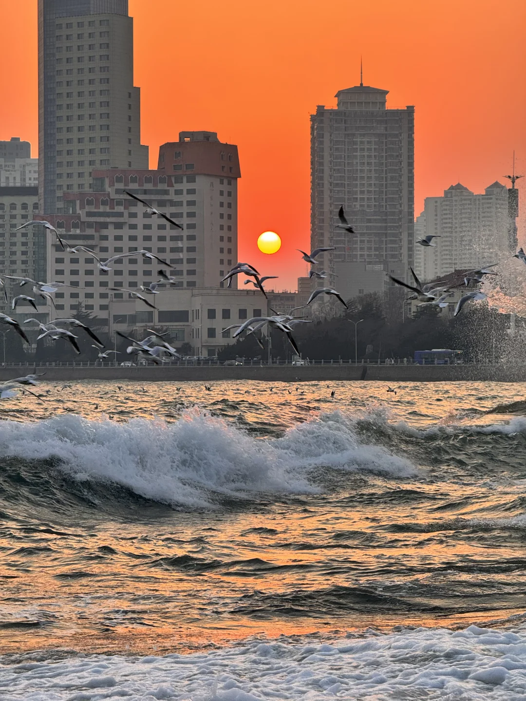 📍青岛 日落 栈桥 海鸥｜Live图实况 美炸了！