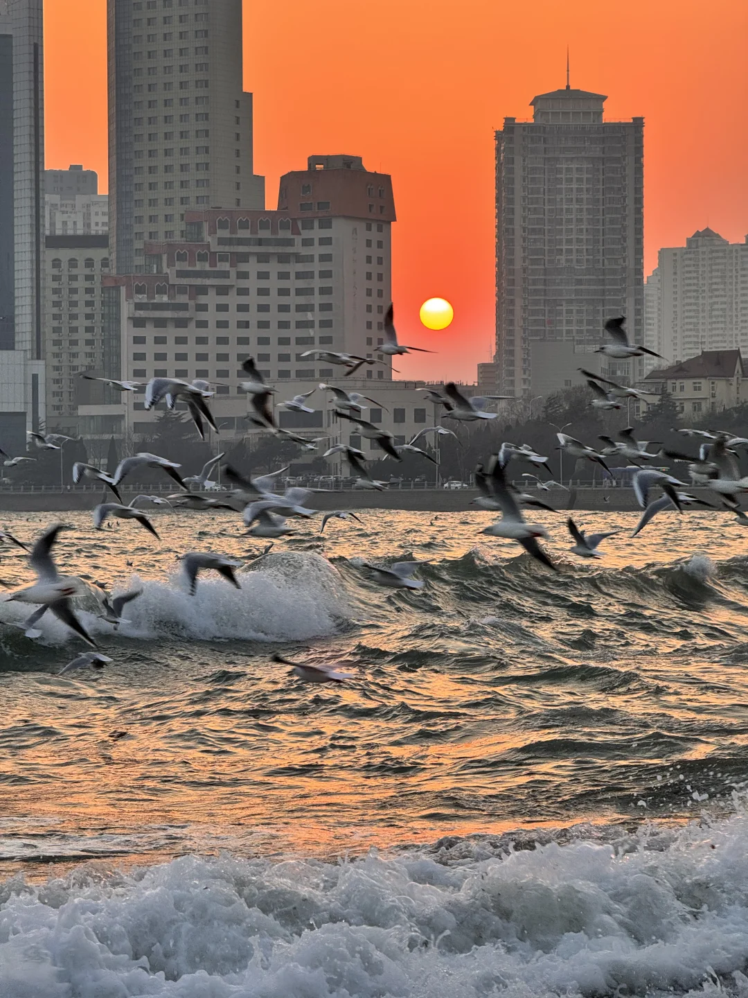 📍青岛 日落 栈桥 海鸥｜Live图实况 美炸了！