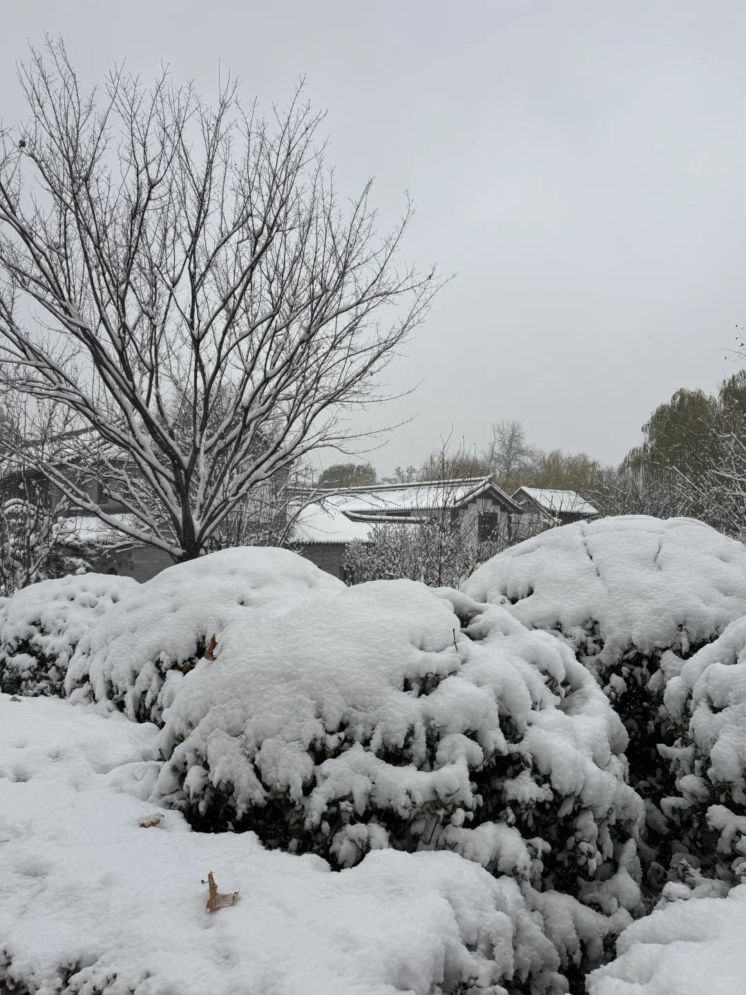 12🈷️13日，雪中的趵突泉实况live