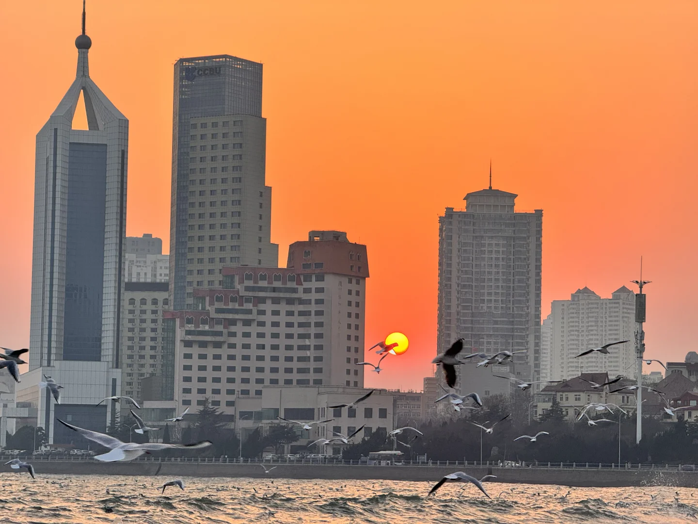 📍青岛 日落 栈桥 海鸥｜Live图实况 美炸了！