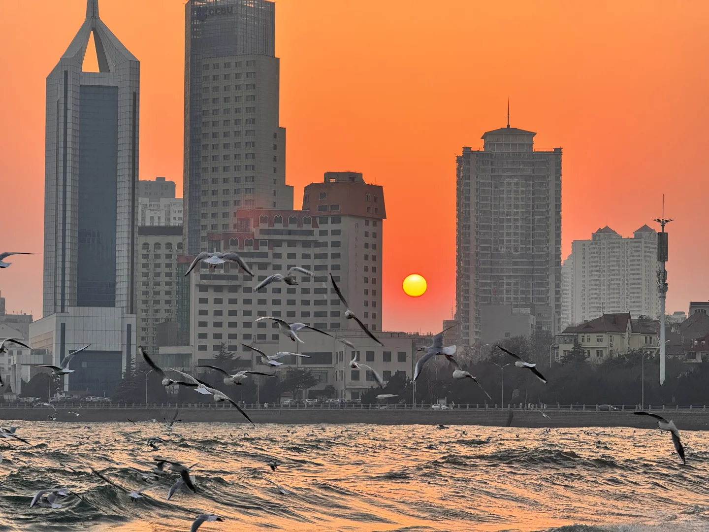 📍青岛 日落 栈桥 海鸥｜Live图实况 美炸了！