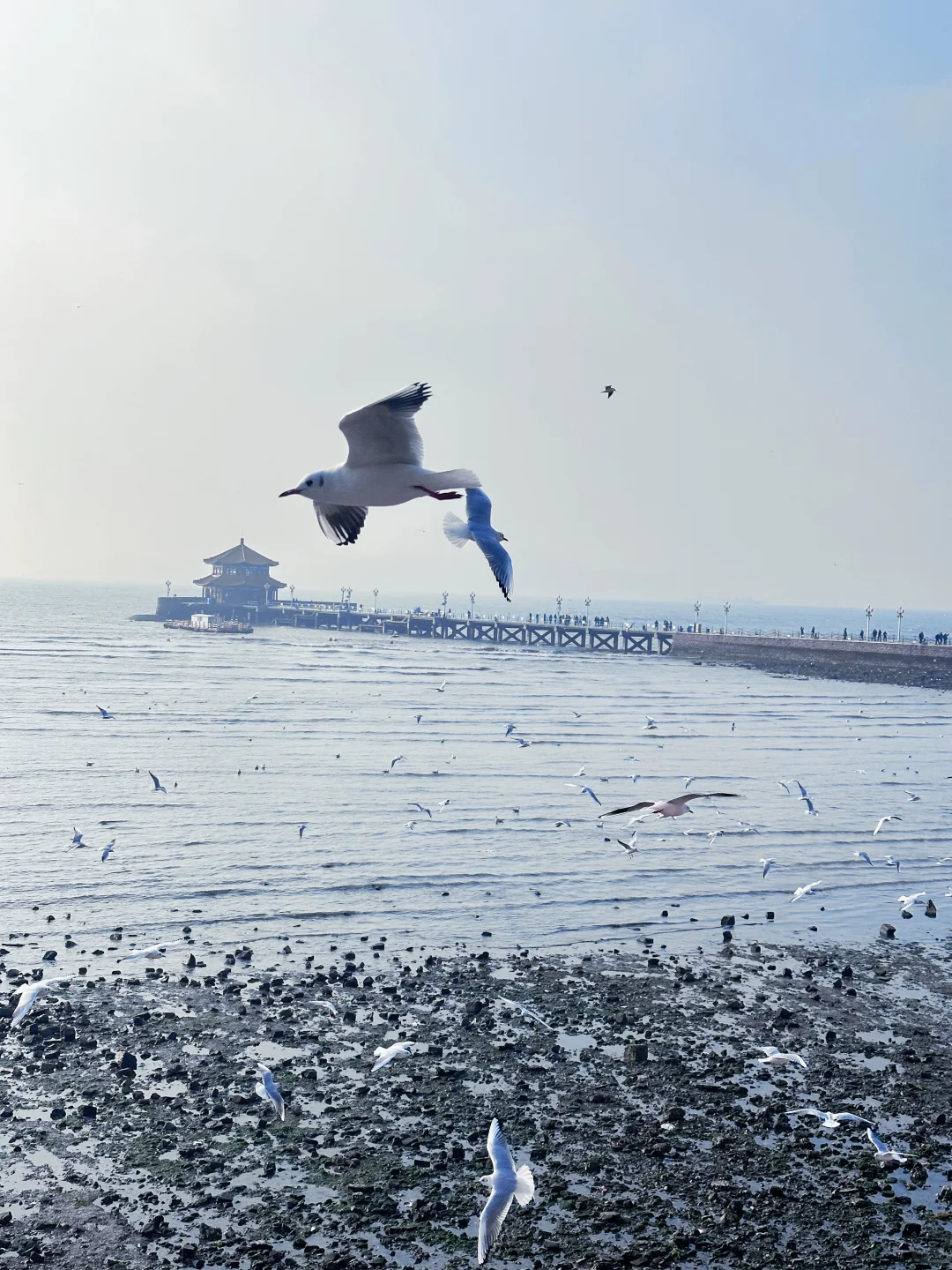📍青岛栈桥实况❗️「海鸥季」快来拍美照📸