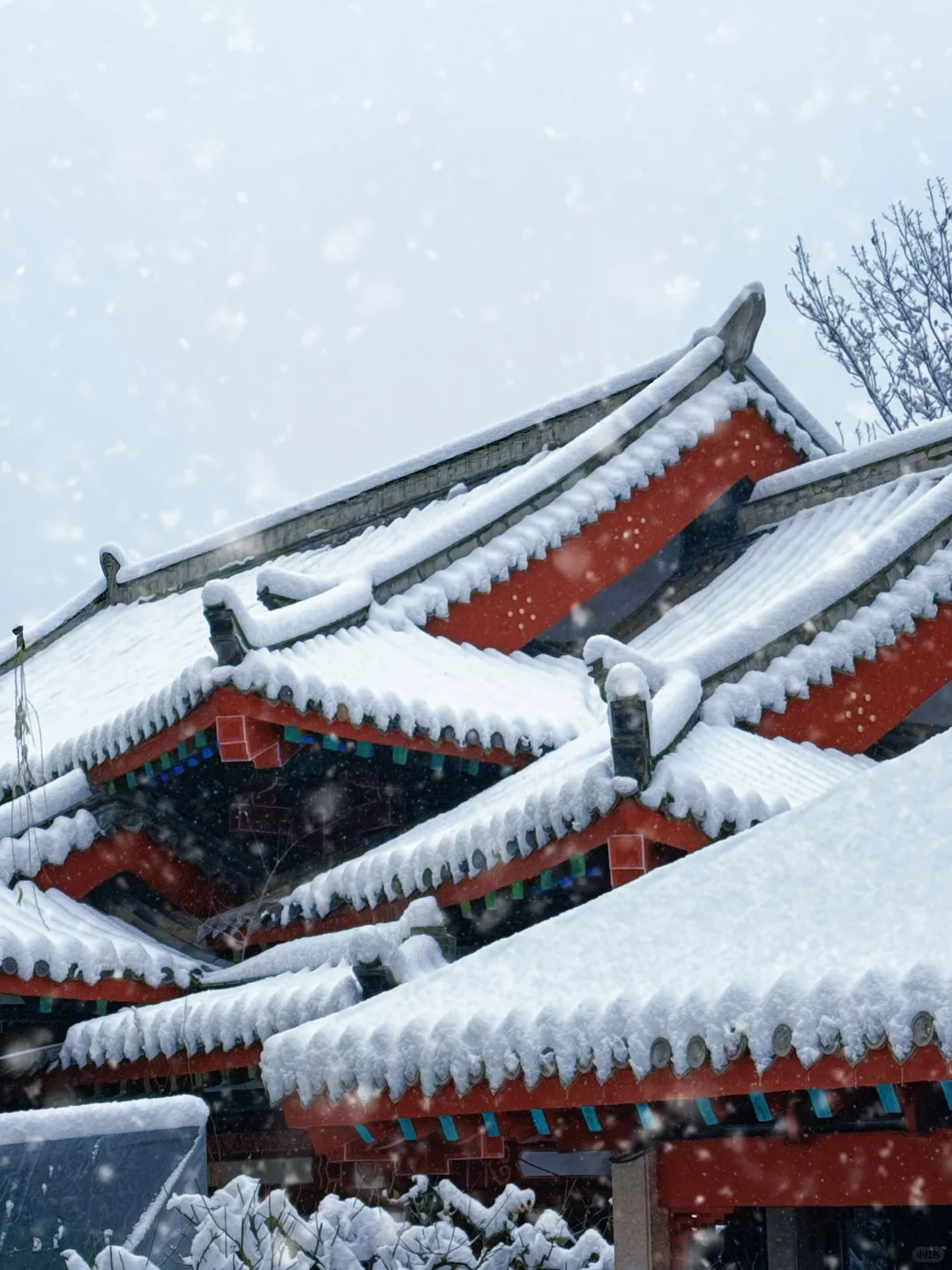 12🈷️13日，雪中的趵突泉实况live