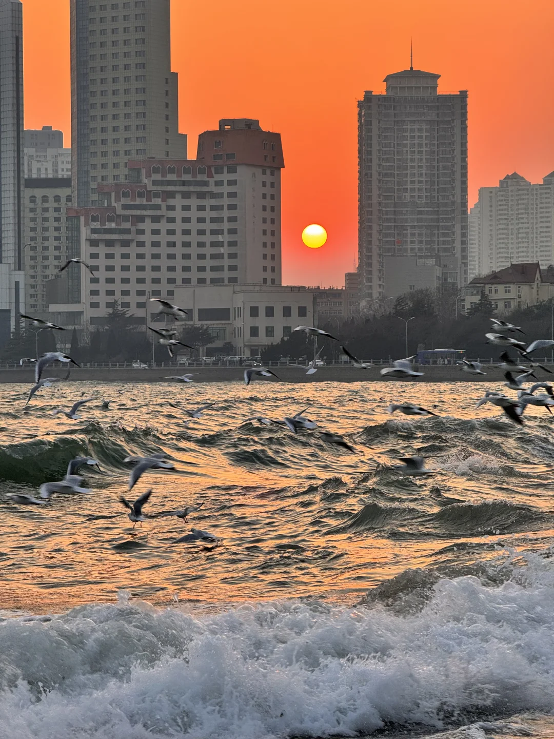 📍青岛 日落 栈桥 海鸥｜Live图实况 美炸了！