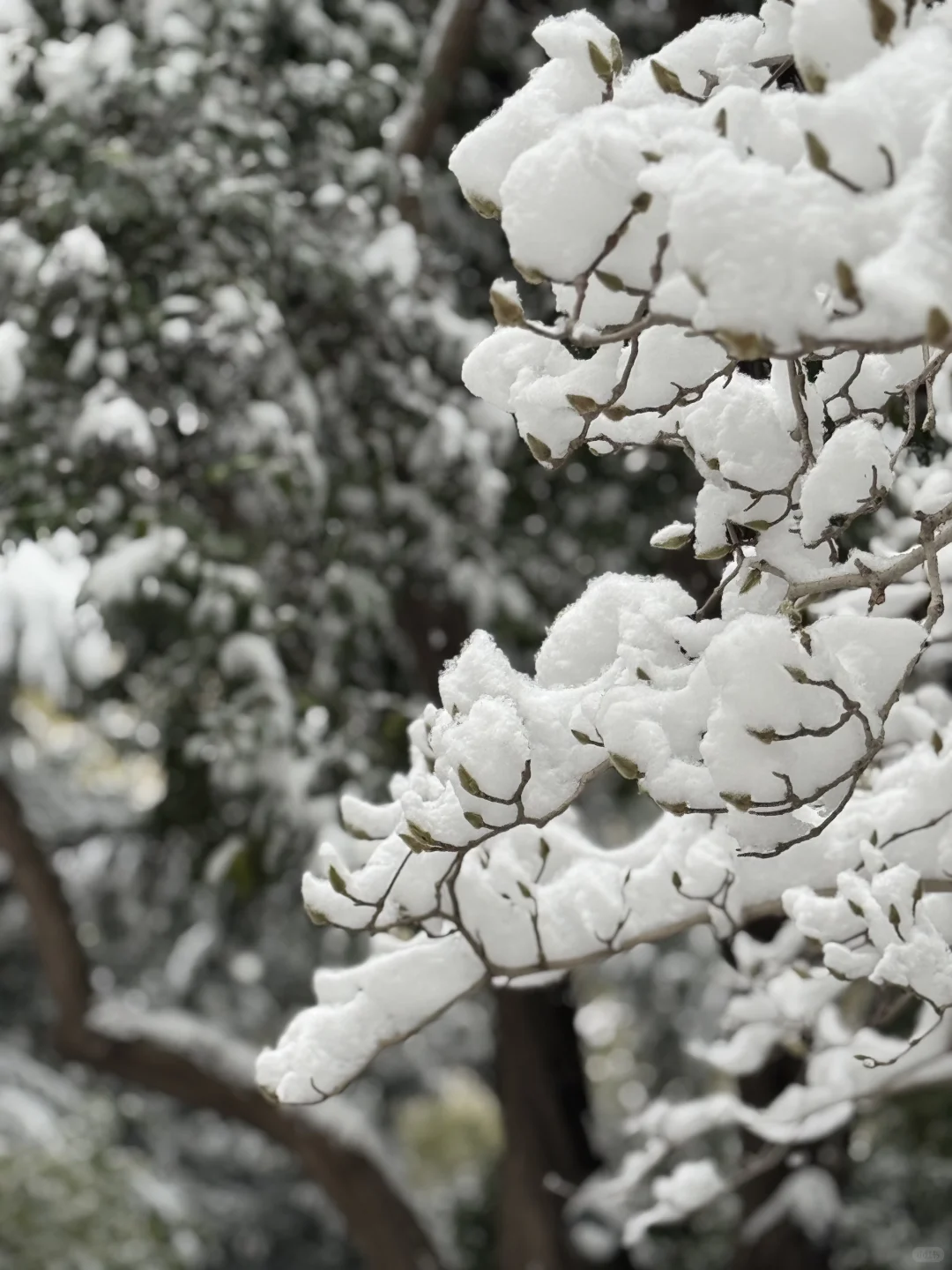 12🈷️13日，雪中的趵突泉实况live