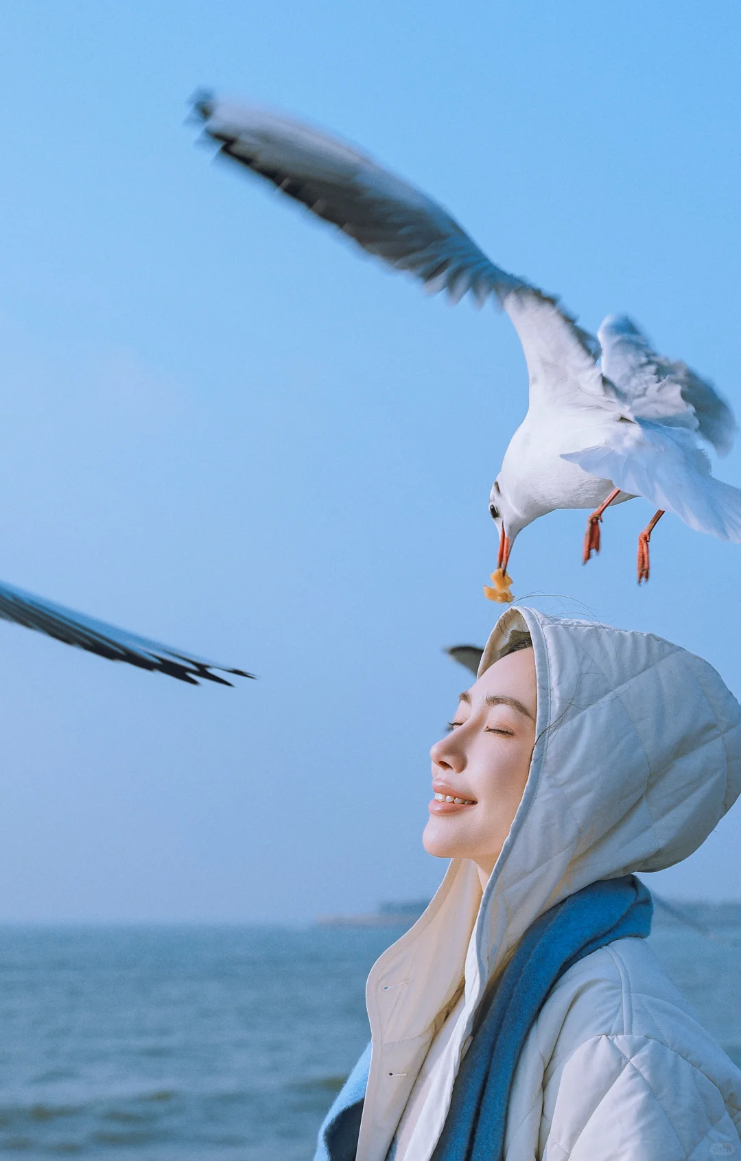 📍青岛栈桥实况❗️「海鸥季」快来拍美照📸
