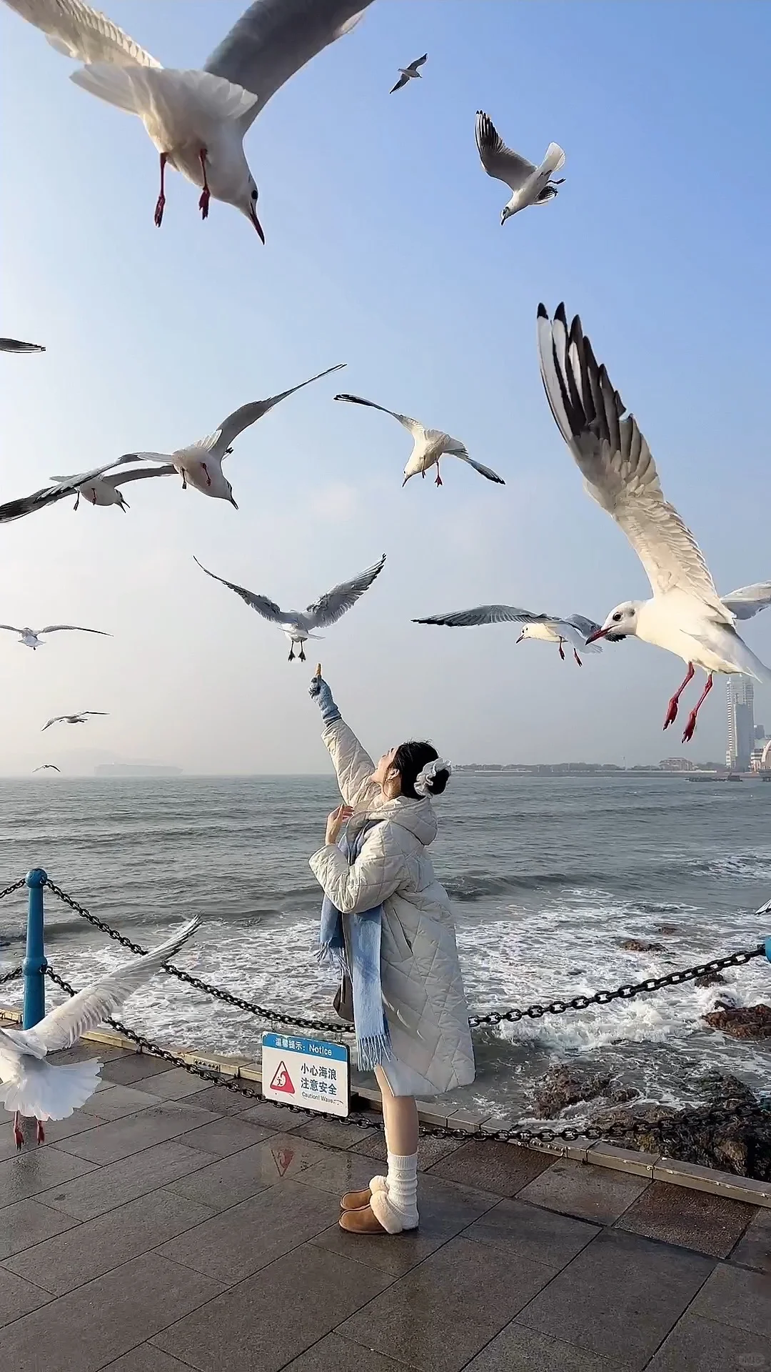 📍青岛栈桥实况❗️「海鸥季」快来拍美照📸