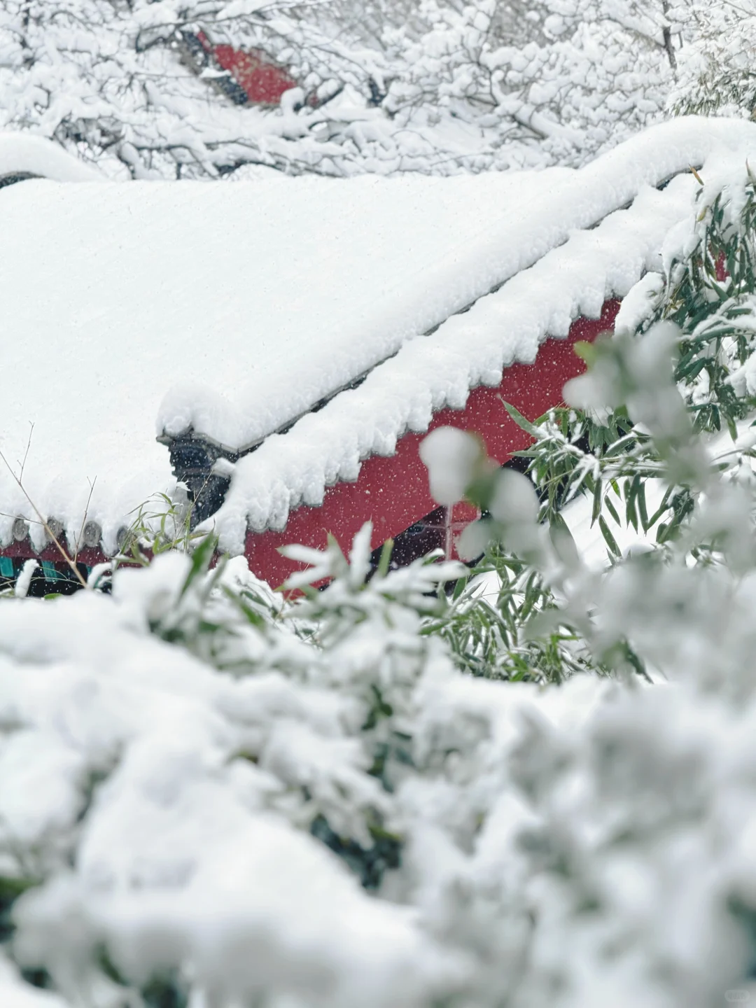 12🈷️13日，雪中的趵突泉实况live