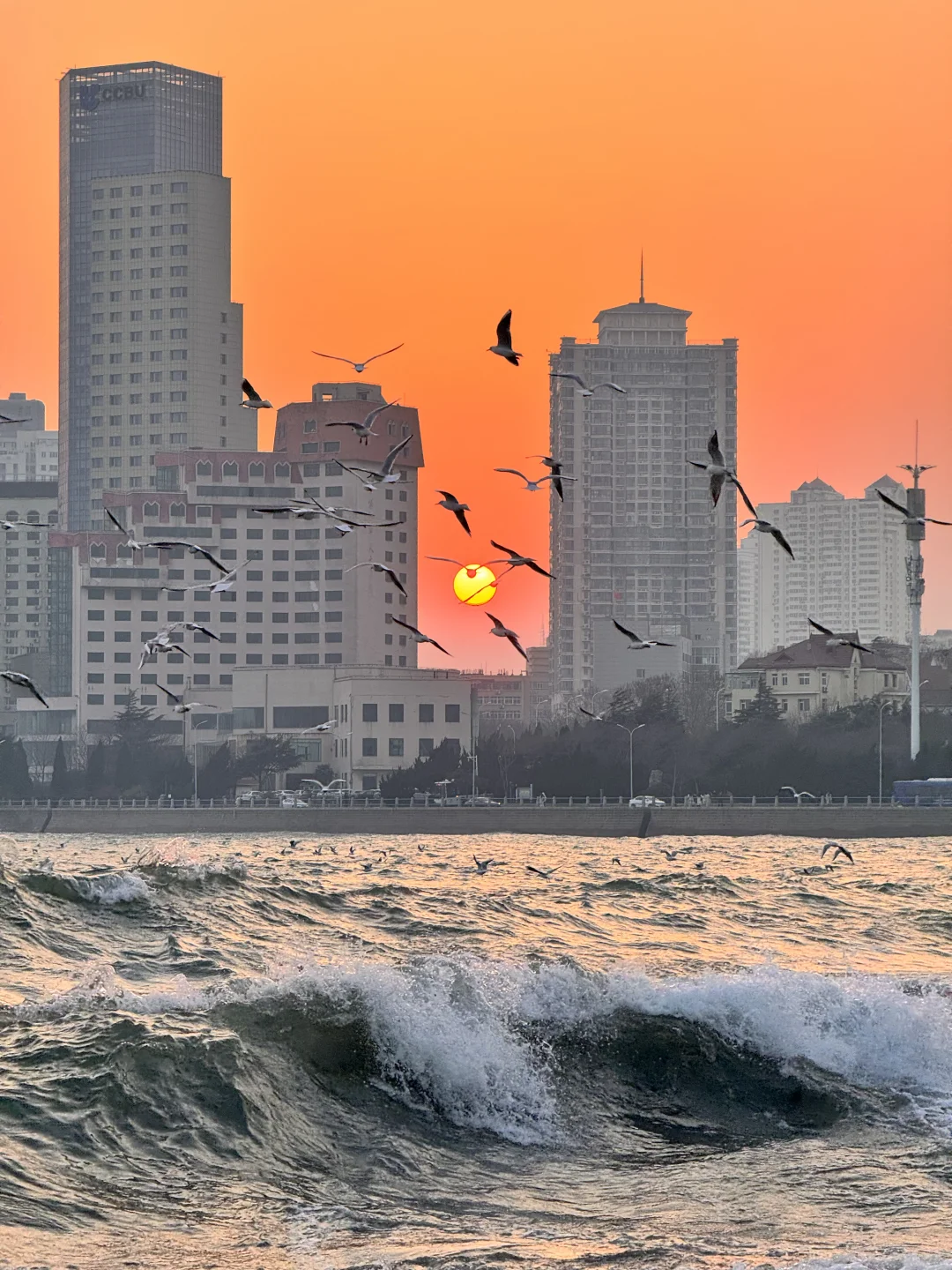 📍青岛 日落 栈桥 海鸥｜Live图实况 美炸了！