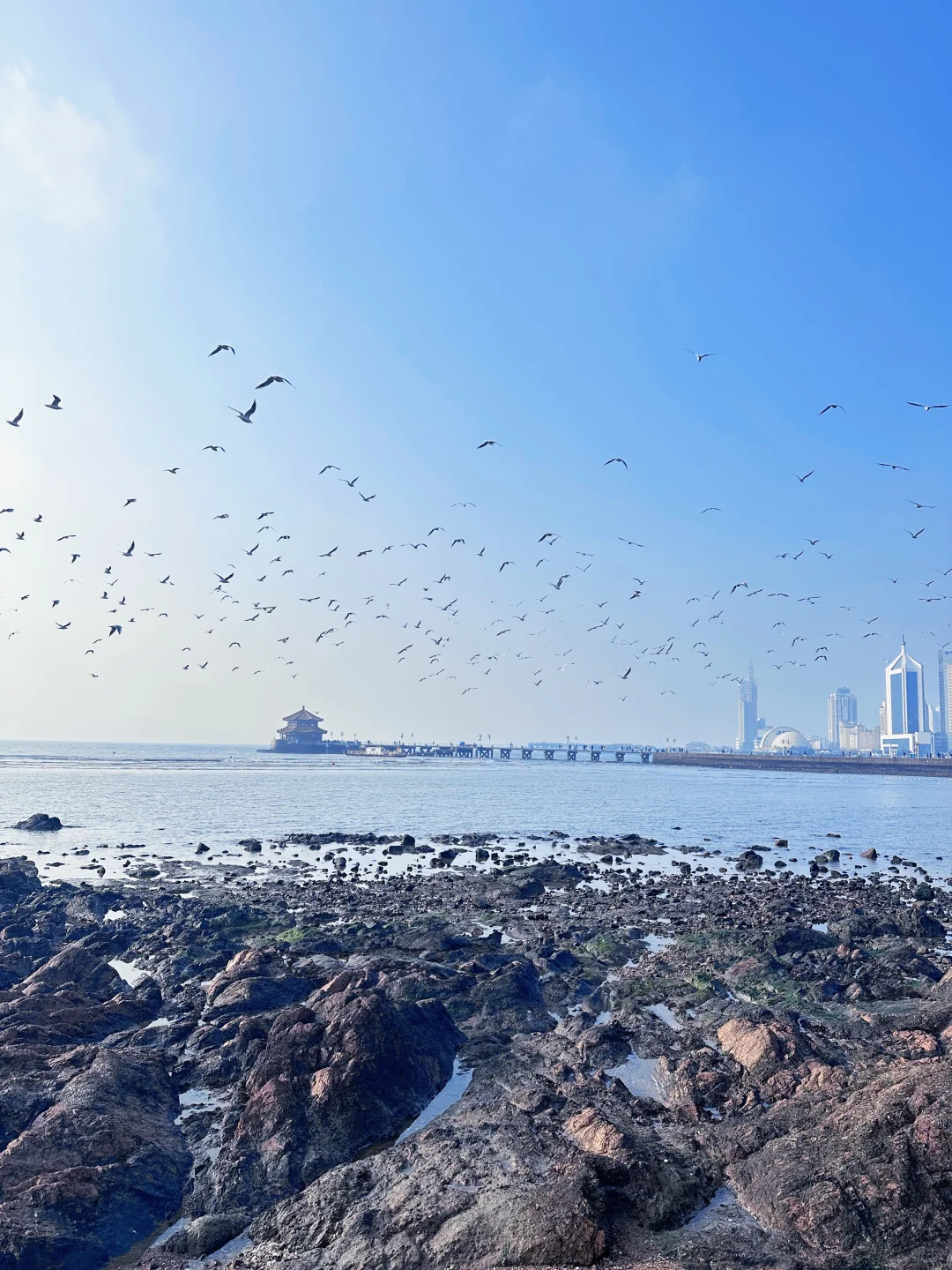 📍青岛栈桥实况❗️「海鸥季」快来拍美照📸
