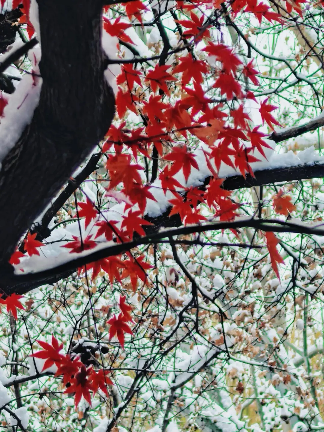 济南❤预报12月23号又要下雪喽～