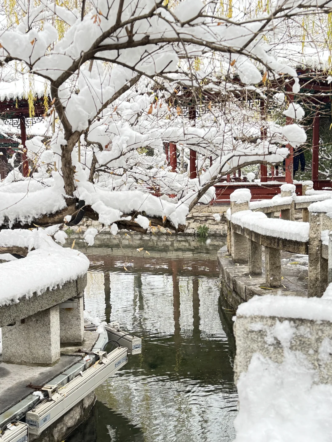 12🈷️13日，雪中的趵突泉实况live