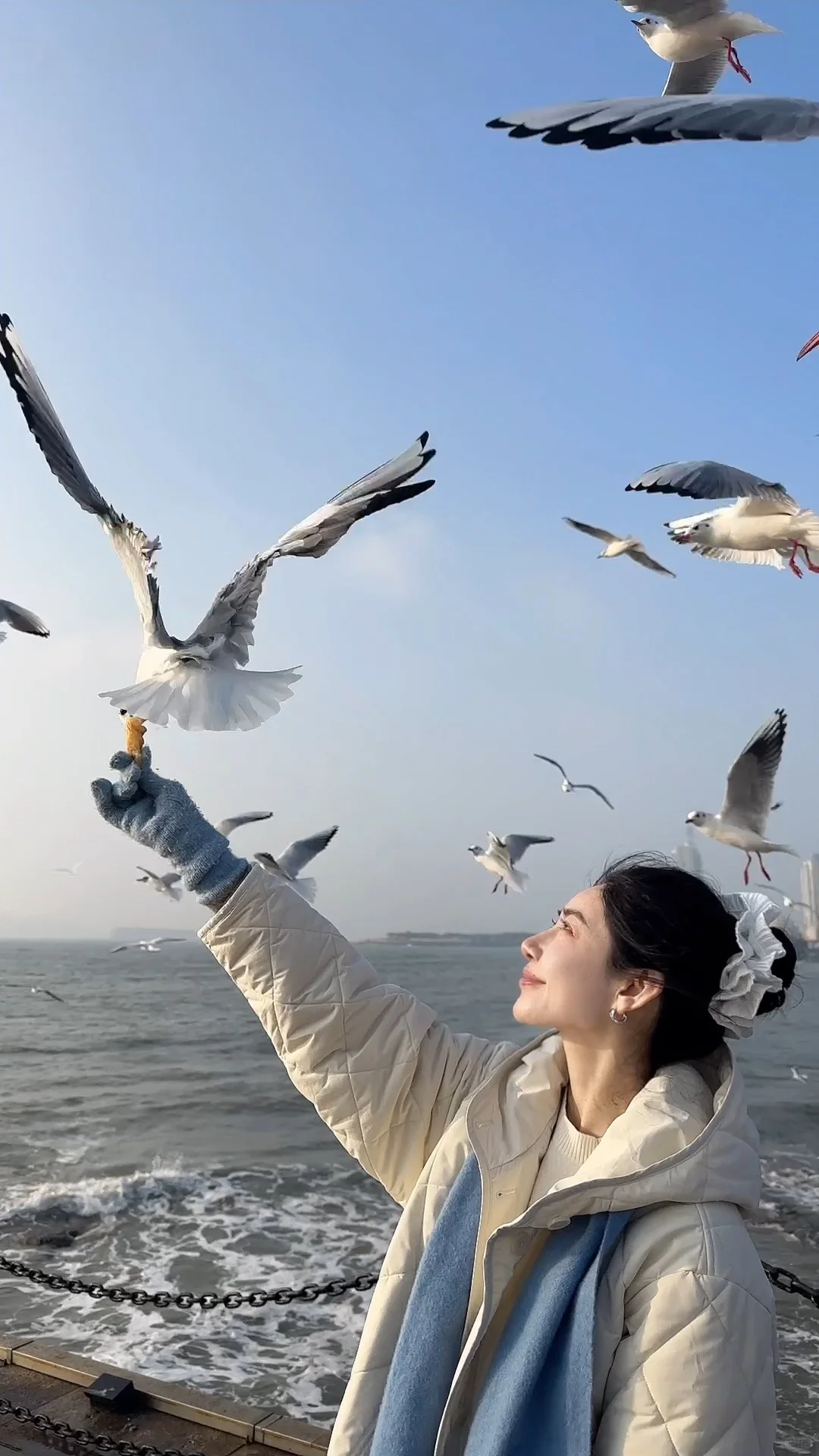 📍青岛栈桥实况❗️「海鸥季」快来拍美照📸
