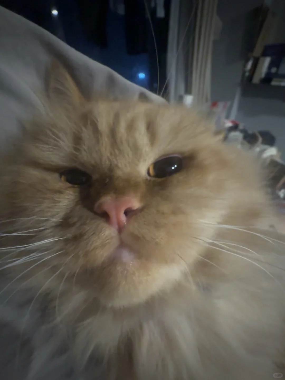 征婚。是征婚，不是脱单。