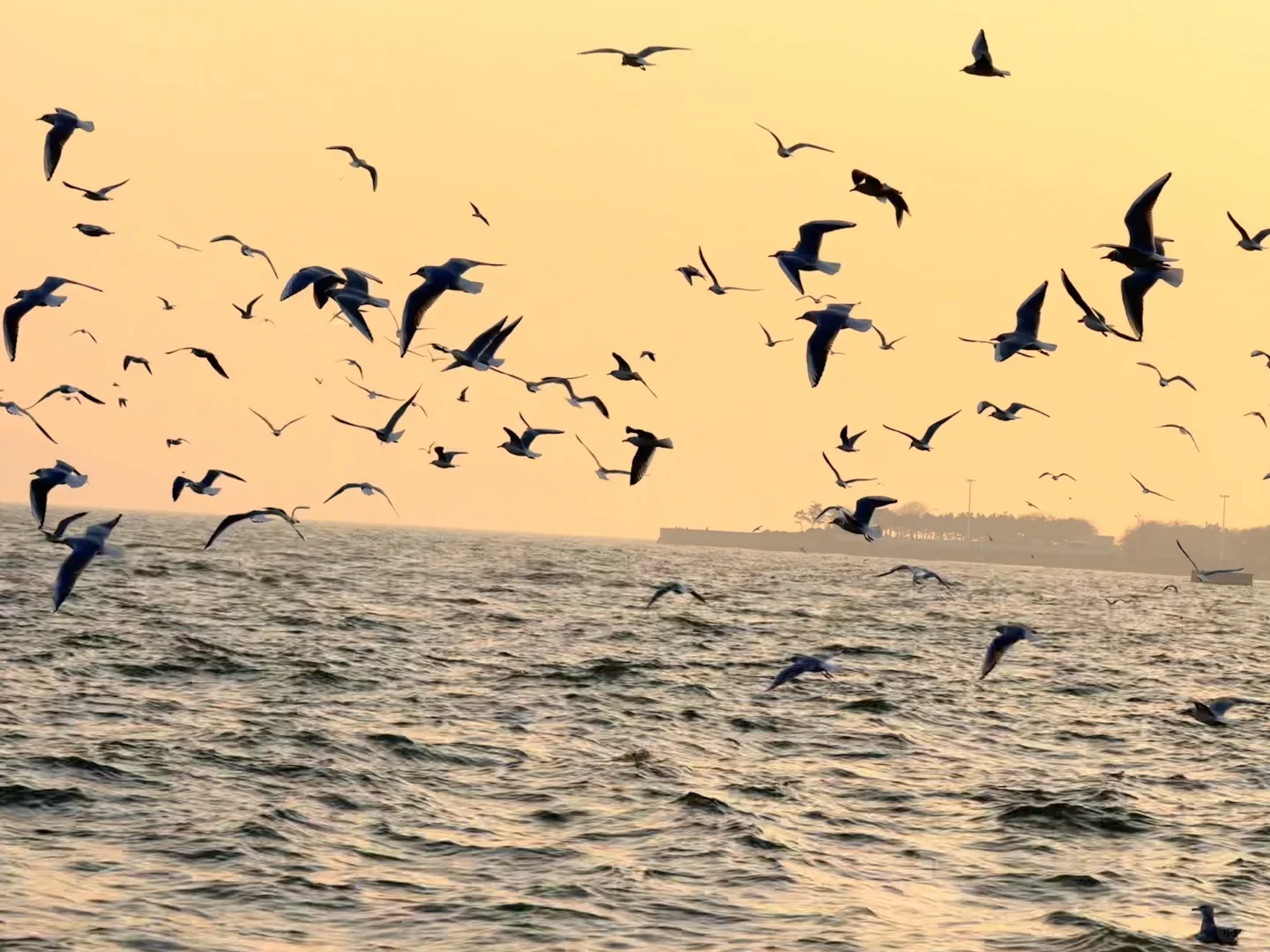📍青岛 日落 栈桥 海鸥｜Live图实况 美炸了！