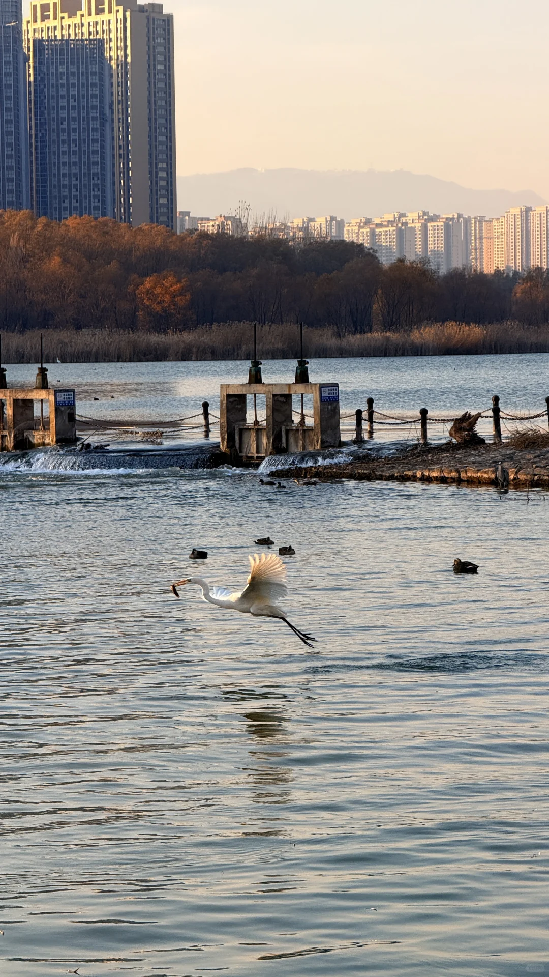 太美了！在太原为一场日落和万鸟归巢疯狂心