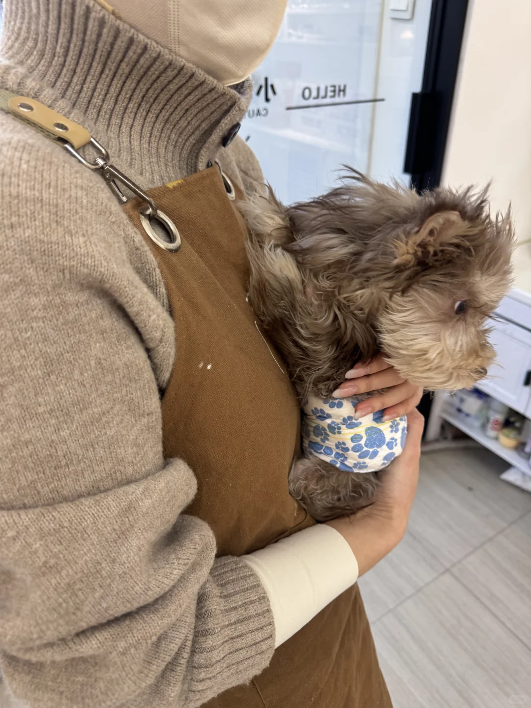 出太原小体雪纳瑞