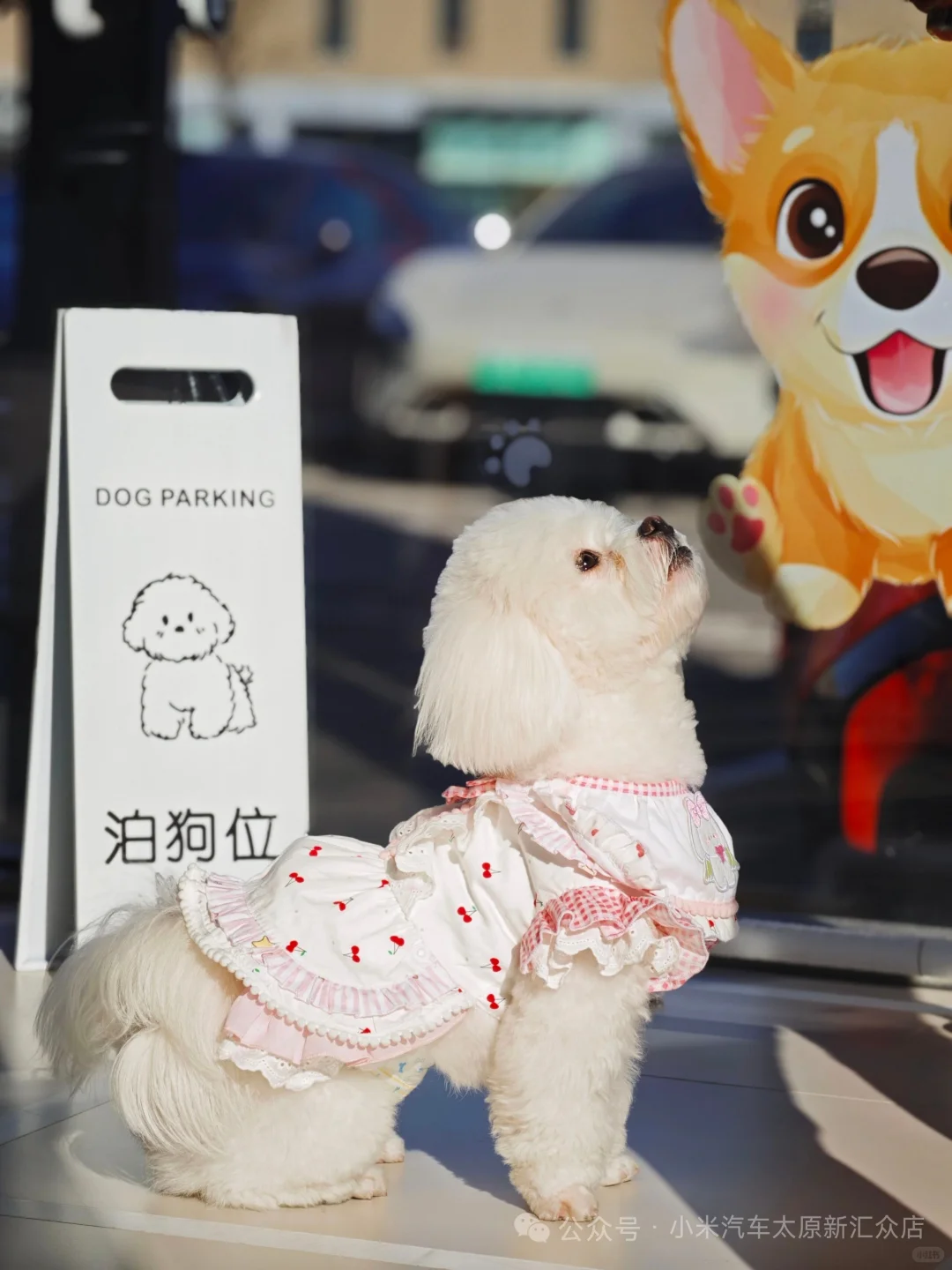 【太原限定·毛孩子的看车特权】