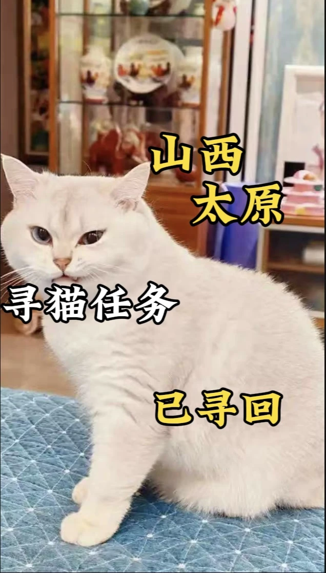 太原寻猫