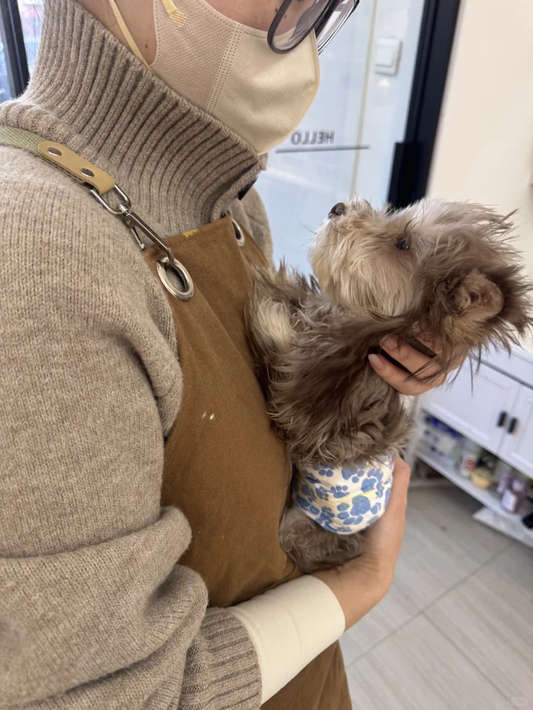 出太原小体雪纳瑞