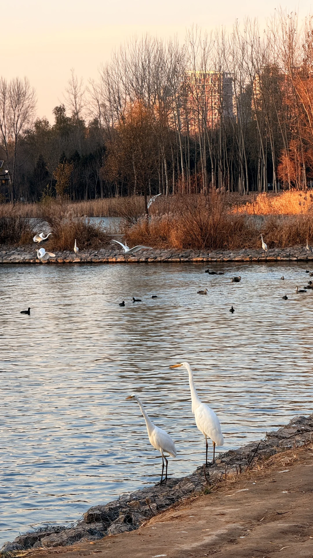 太美了！在太原为一场日落和万鸟归巢疯狂心