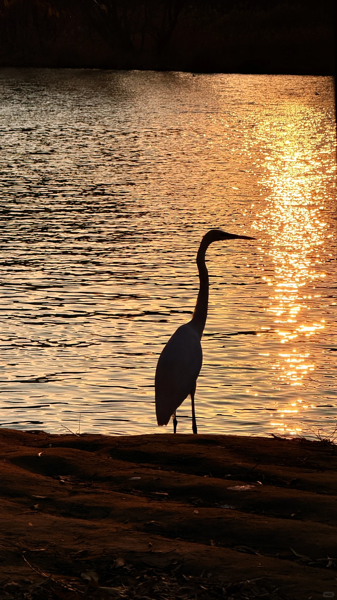 太美了！在太原为一场日落和万鸟归巢疯狂心