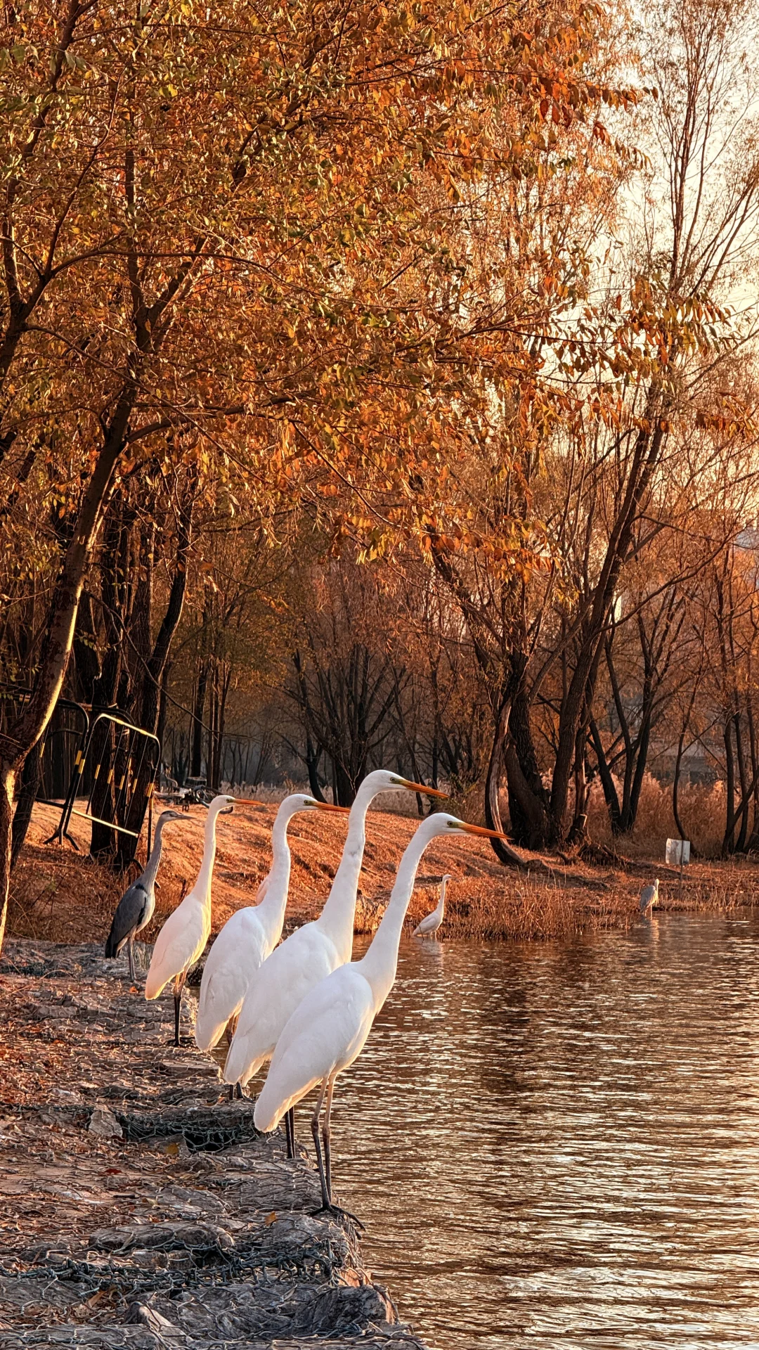 太美了！在太原为一场日落和万鸟归巢疯狂心