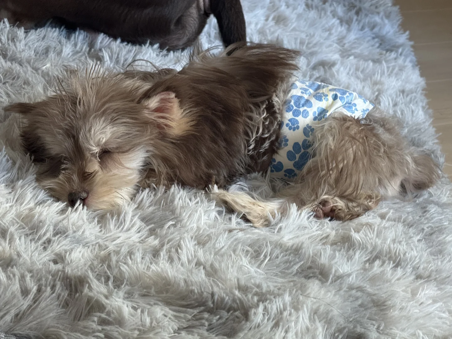 出太原小体雪纳瑞