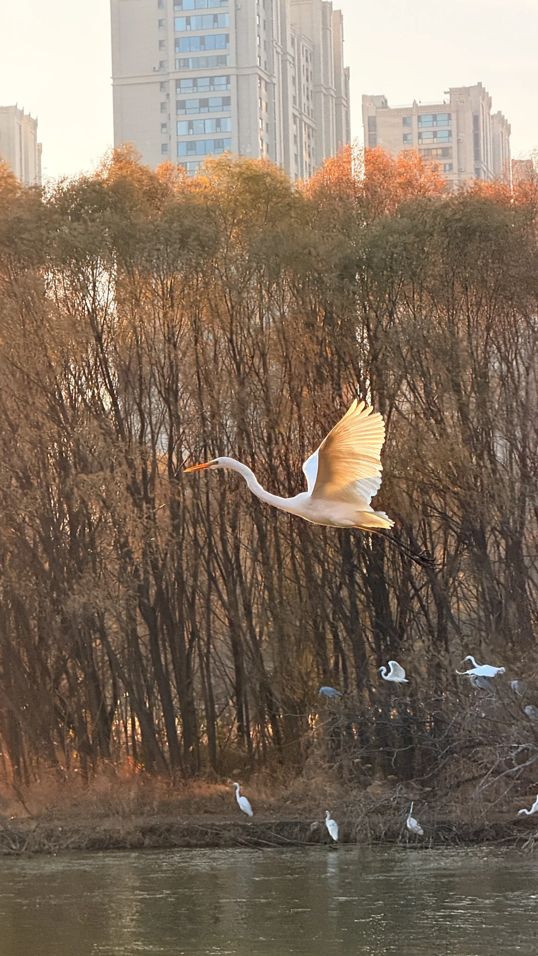 太美了！在太原为一场日落和万鸟归巢疯狂心