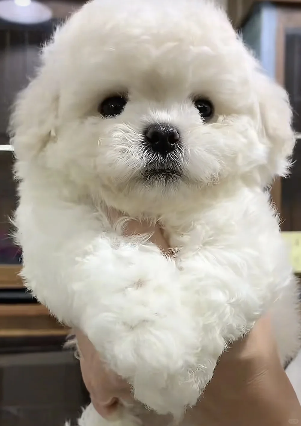 太原韩系比熊血统种公对外借配