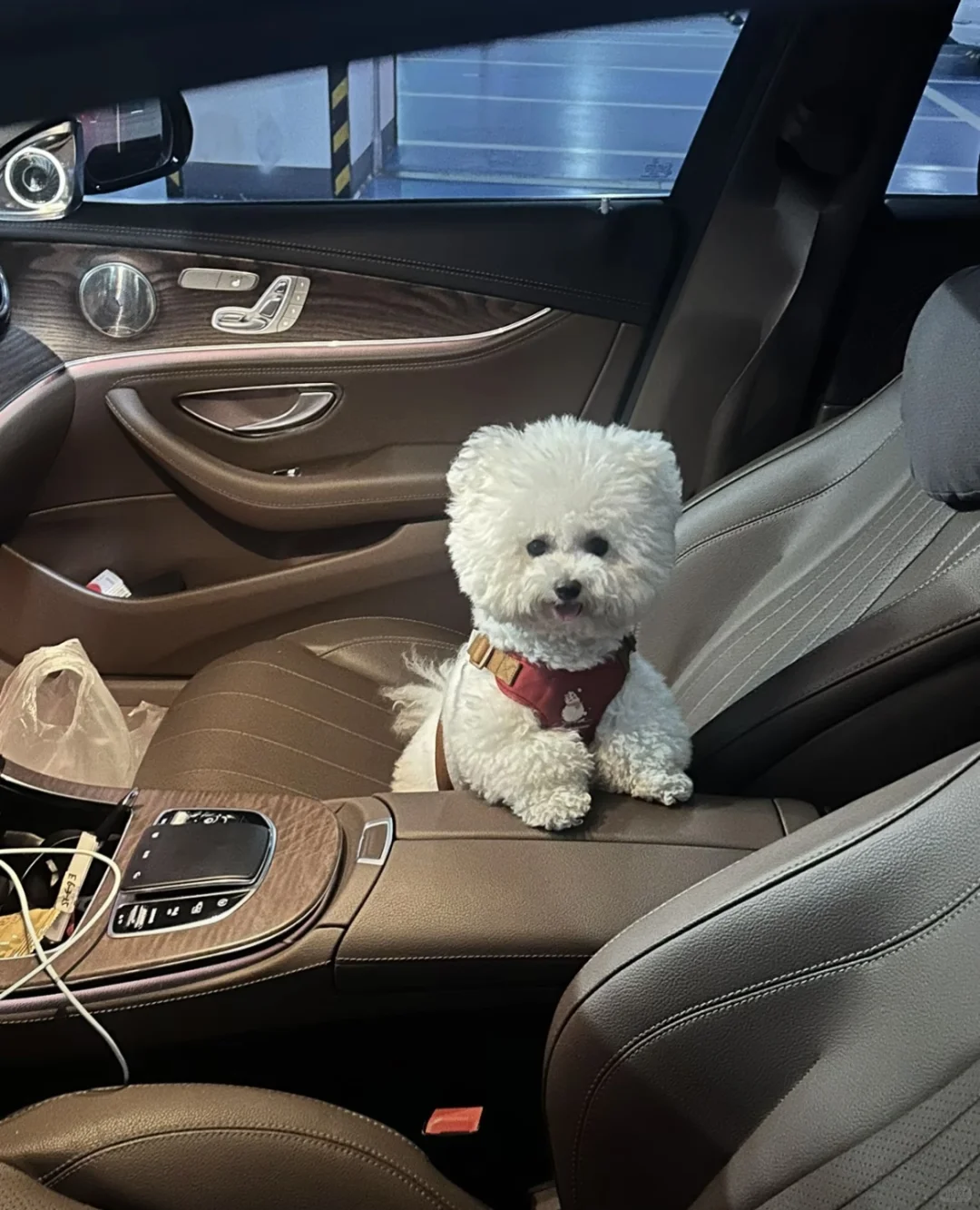 太原韩系比熊血统种公对外借配