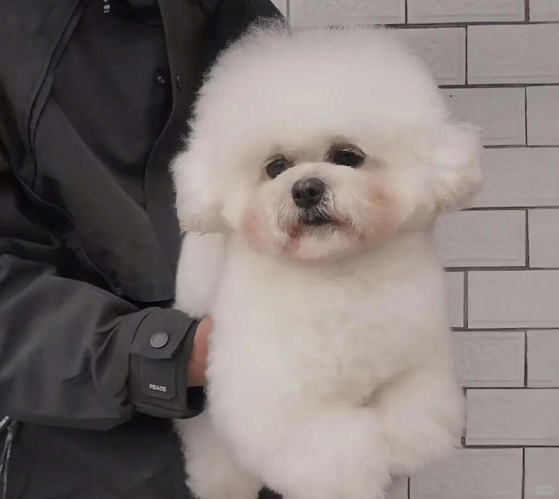 太原韩系比熊血统种公对外借配