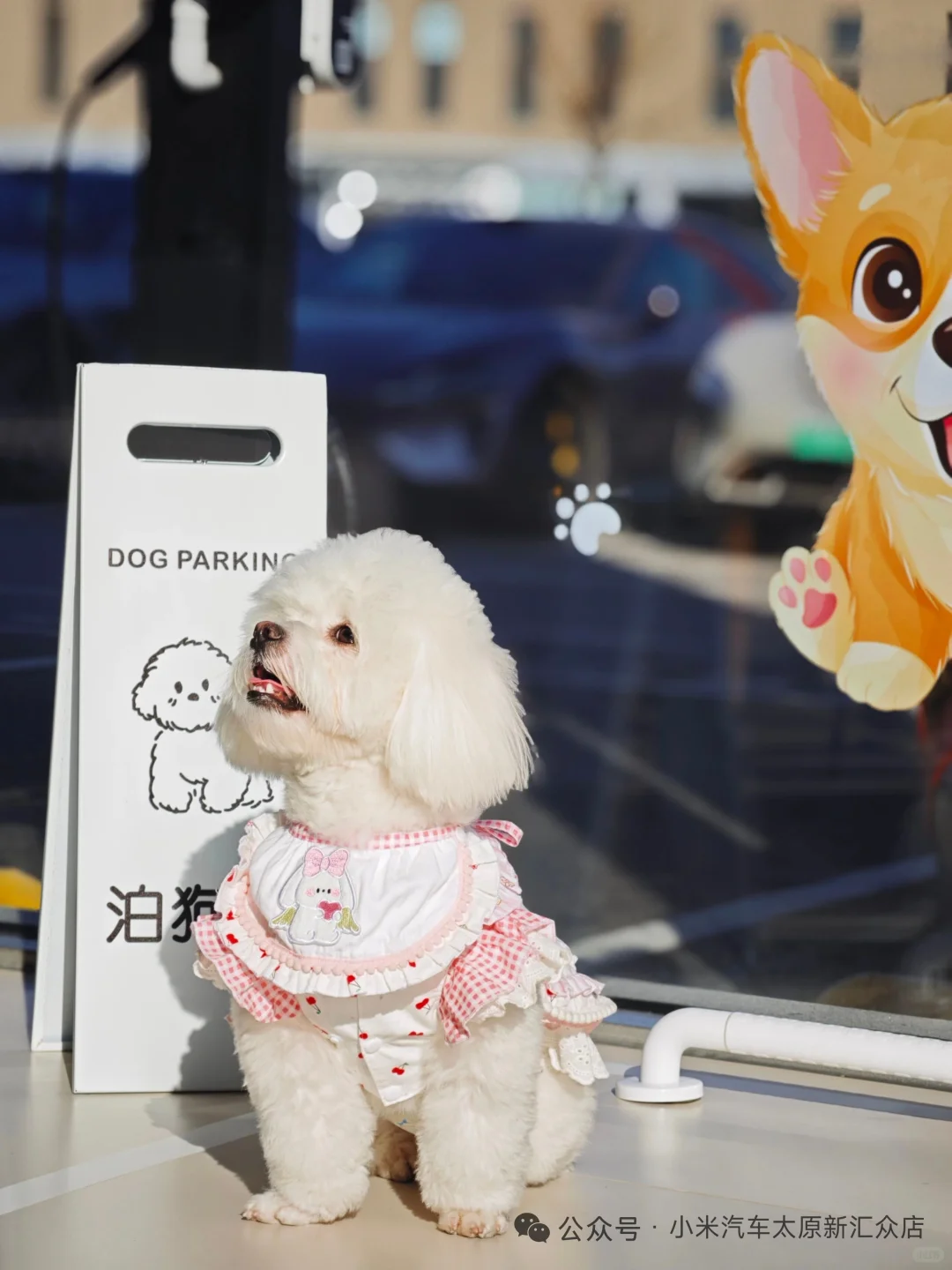 【太原限定·毛孩子的看车特权】