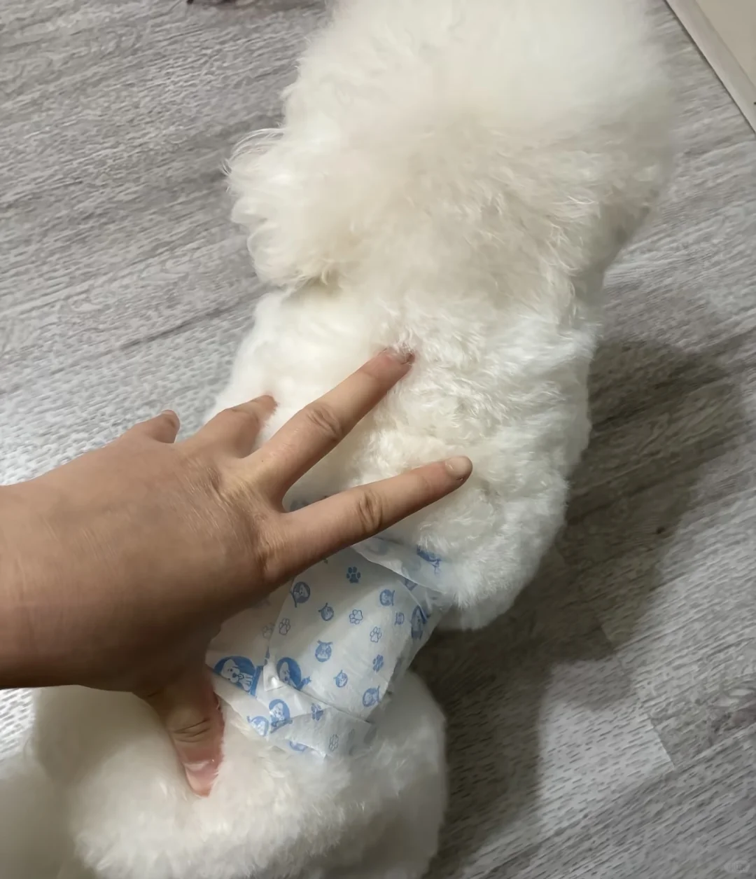 太原韩系比熊血统种公对外借配