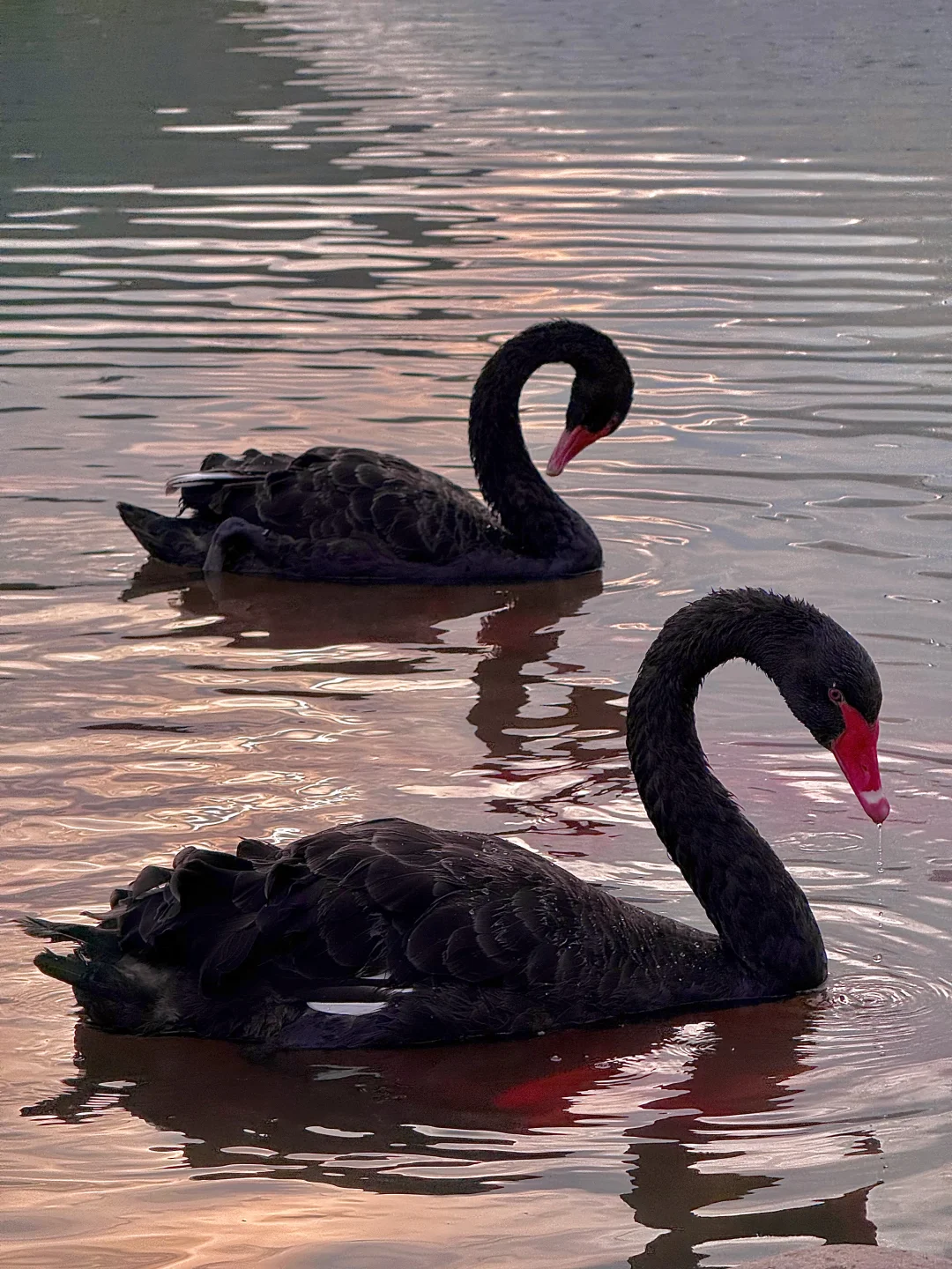 太原植物园！！小红书跟风坠成功的一次！！！