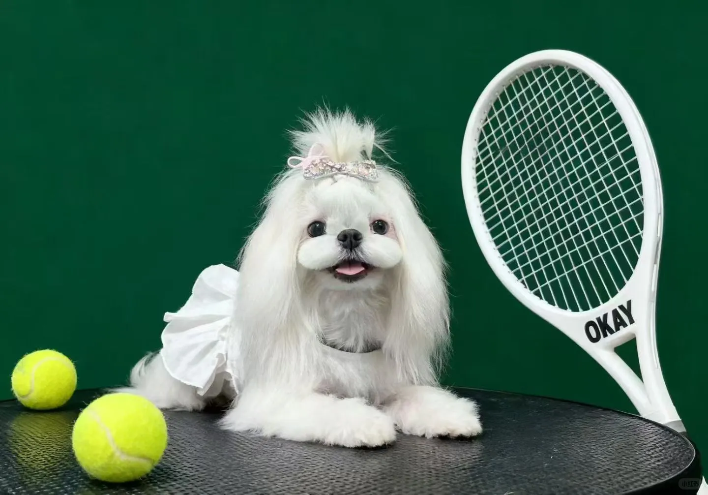 马尔济斯造型｜太原宠物美容店