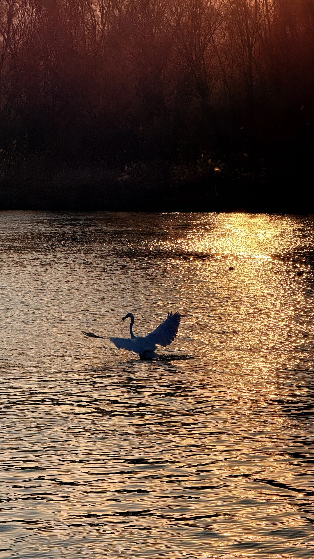 太美了！在太原为一场日落和万鸟归巢疯狂心