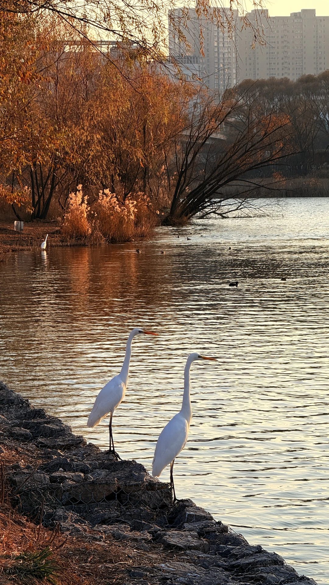 太美了！在太原为一场日落和万鸟归巢疯狂心