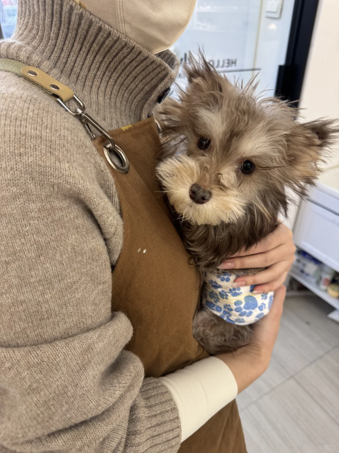 出太原小体雪纳瑞