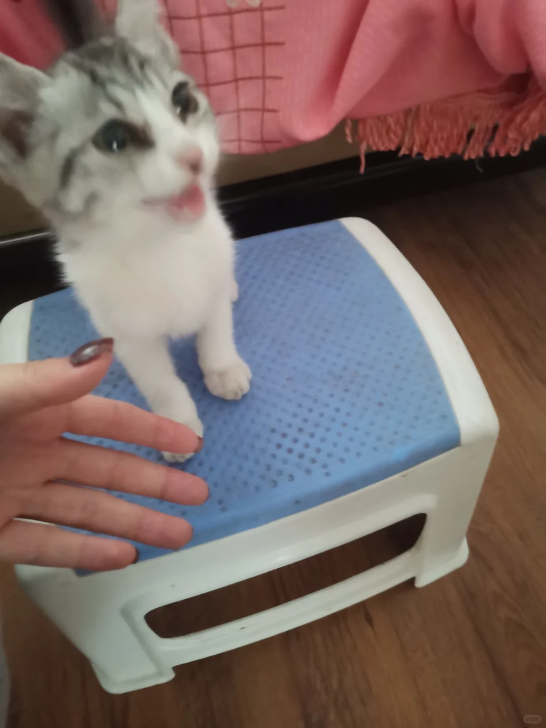 大同市谁家小猫丢了